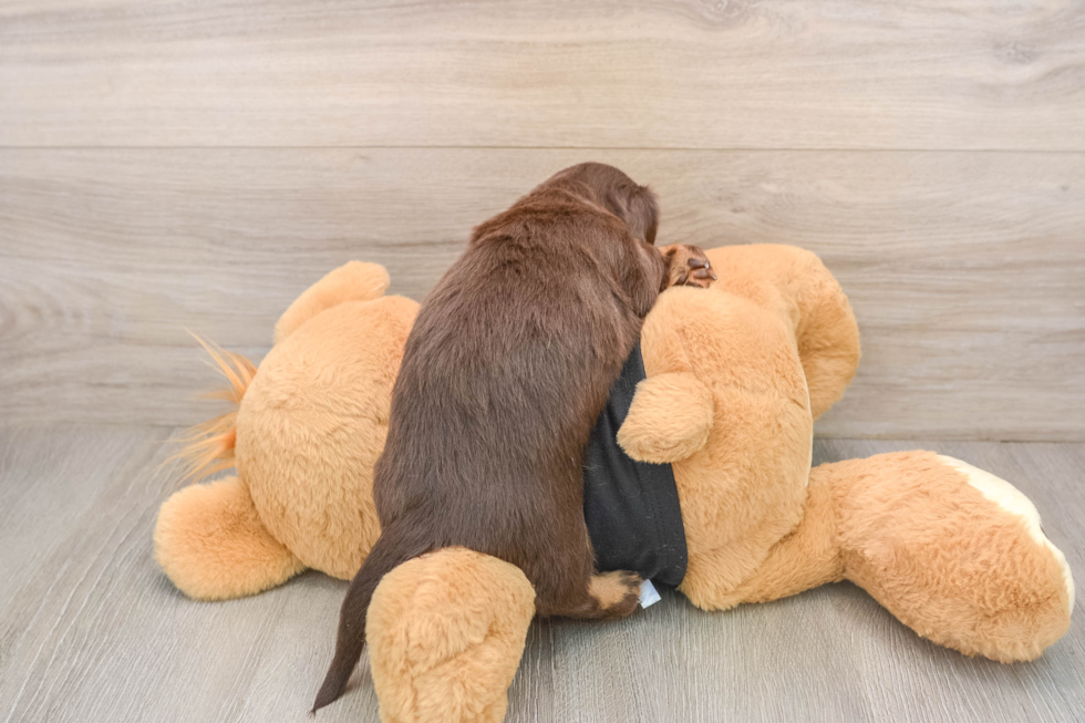 Cute Dachshund Baby