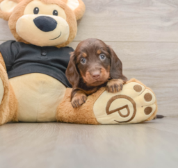5 week old Dachshund Puppy For Sale - Premier Pups