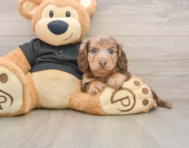 5 week old Dachshund Puppy For Sale - Premier Pups