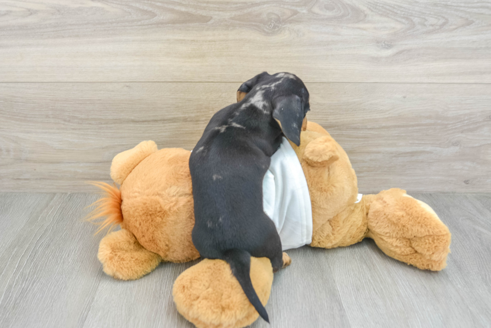 Dachshund Pup Being Cute