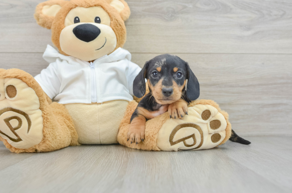 6 week old Dachshund Puppy For Sale - Premier Pups