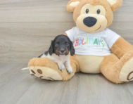 6 week old Dachshund Puppy For Sale - Premier Pups