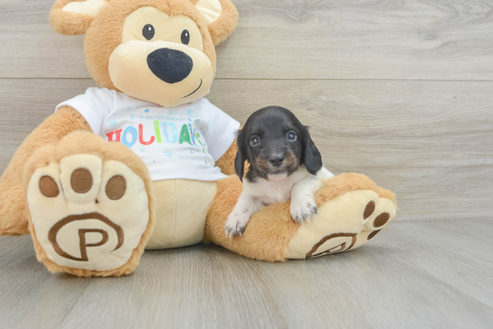 Cute Dachshund Baby