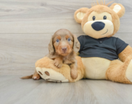 7 week old Dachshund Puppy For Sale - Premier Pups