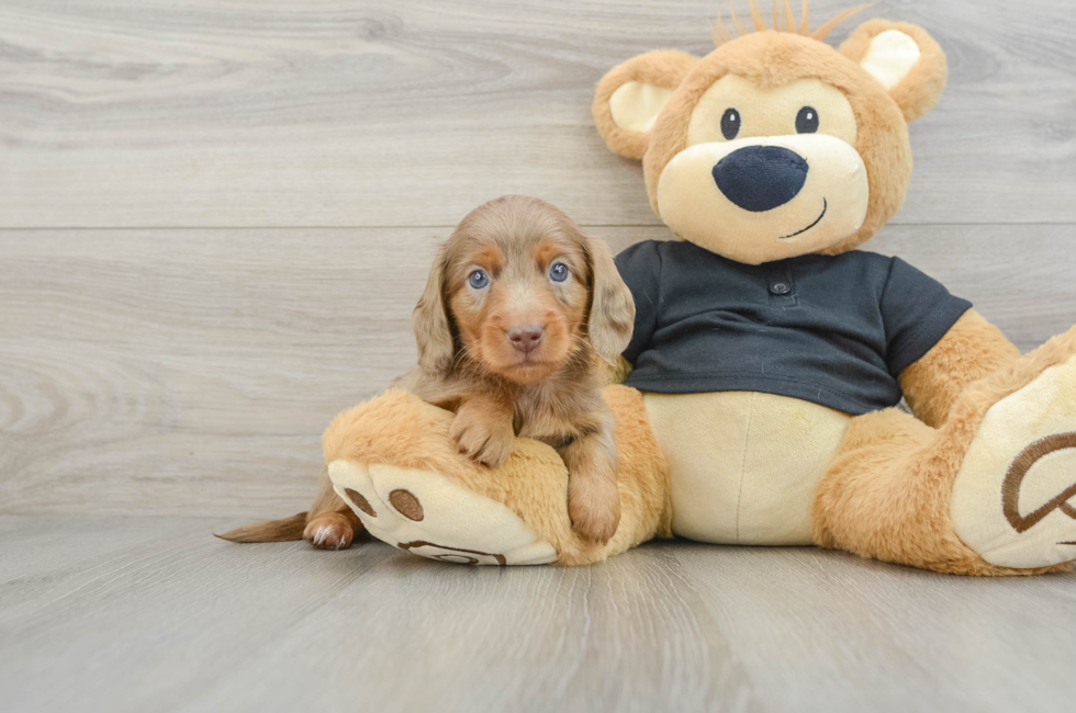 6 week old Dachshund Puppy For Sale - Premier Pups