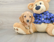 6 week old Dachshund Puppy For Sale - Premier Pups