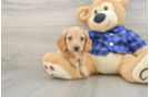 Cute Doxie Purebred Puppy