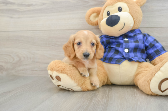 Cute Doxie Purebred Puppy