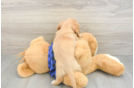 Dachshund Puppy for Adoption