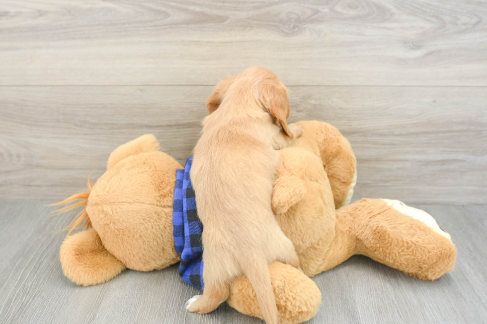 Dachshund Puppy for Adoption