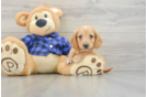 Best Dachshund Baby