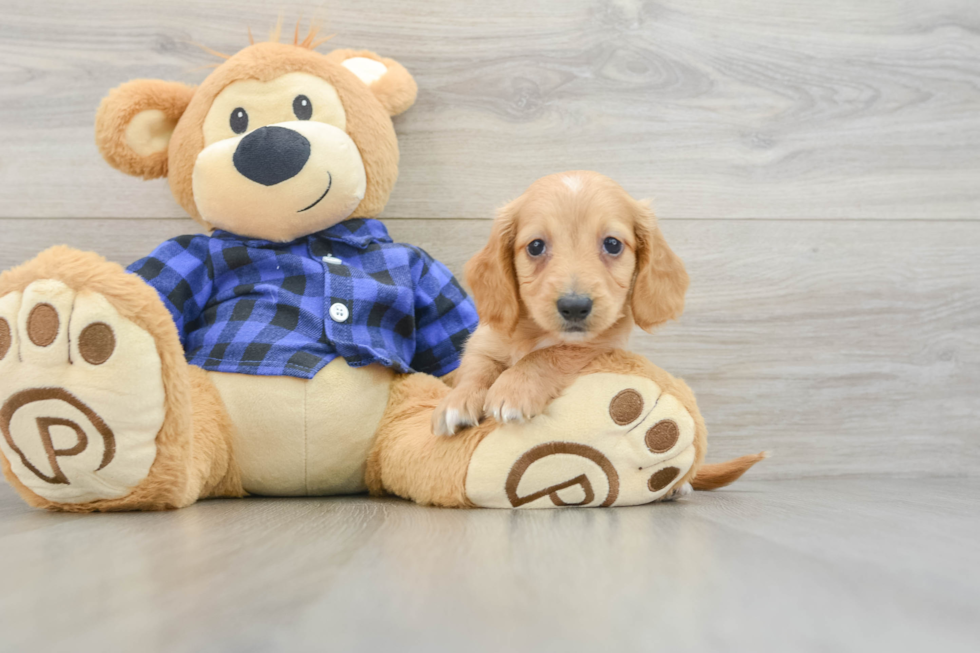 Best Dachshund Baby