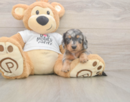 5 week old Dachshund Puppy For Sale - Premier Pups 5 week old Dachshund Puppy For Sale - Premier Pups