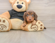 5 week old Dachshund Puppy For Sale - Premier Pups