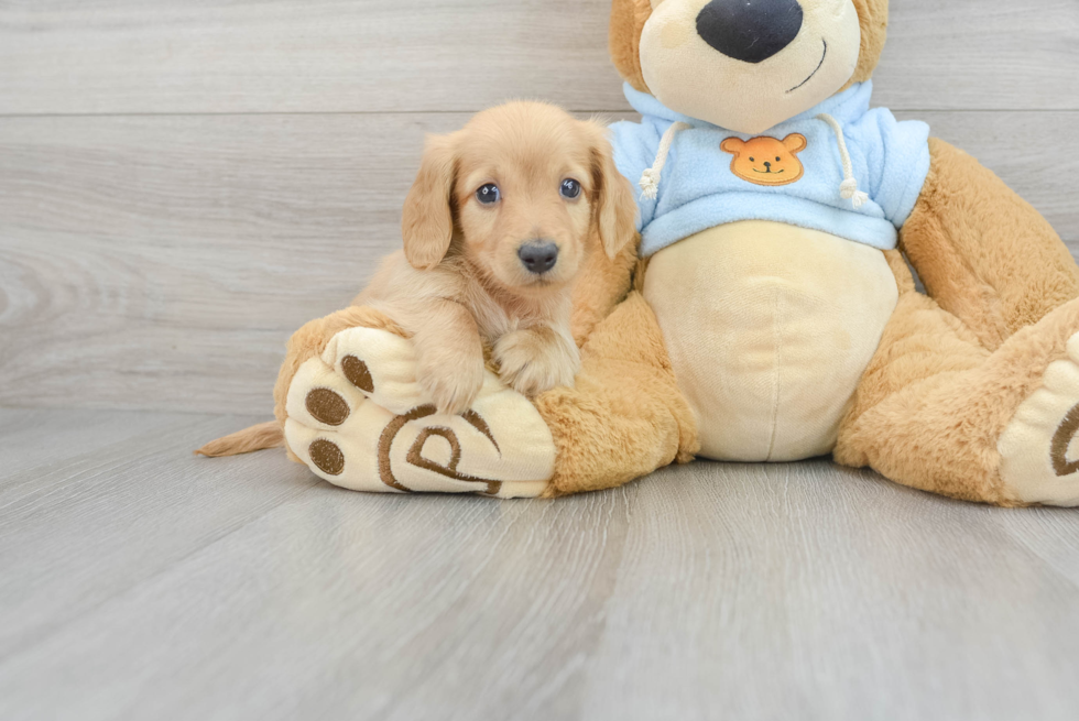 Dachshund Pup Being Cute