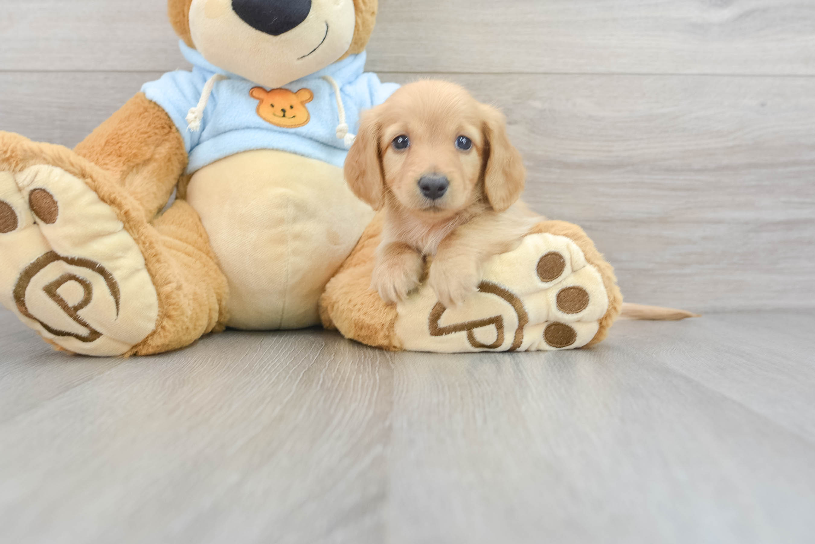 Dachshund Puppy for Adoption