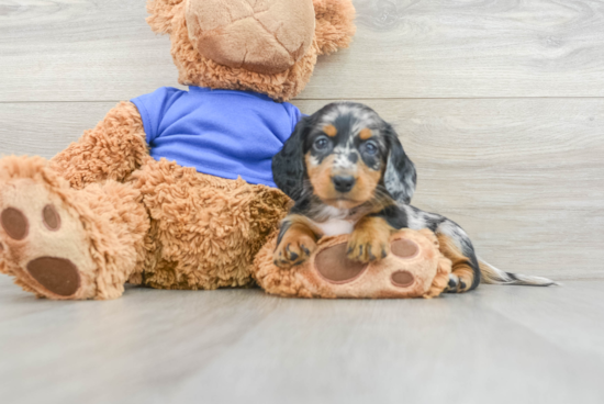 Dachshund Puppy for Adoption