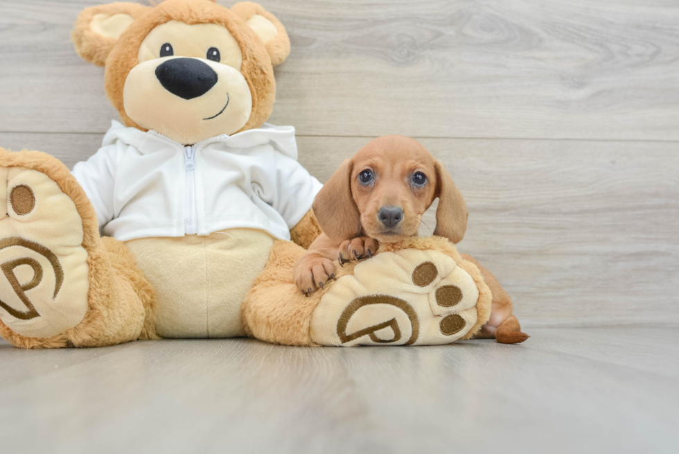 Cute Doxie Purebred Puppy