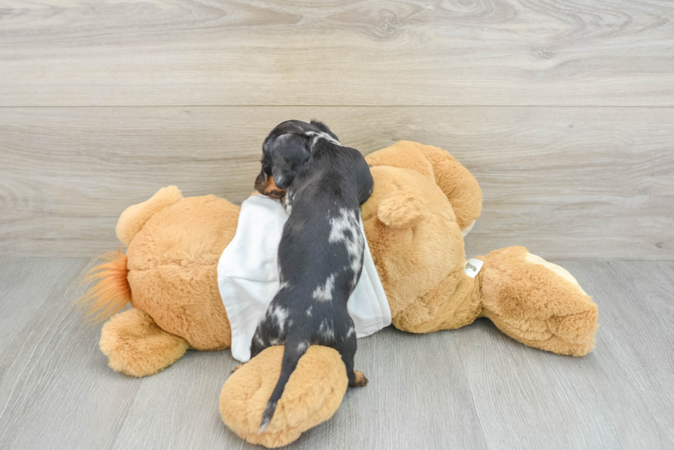 Best Dachshund Baby