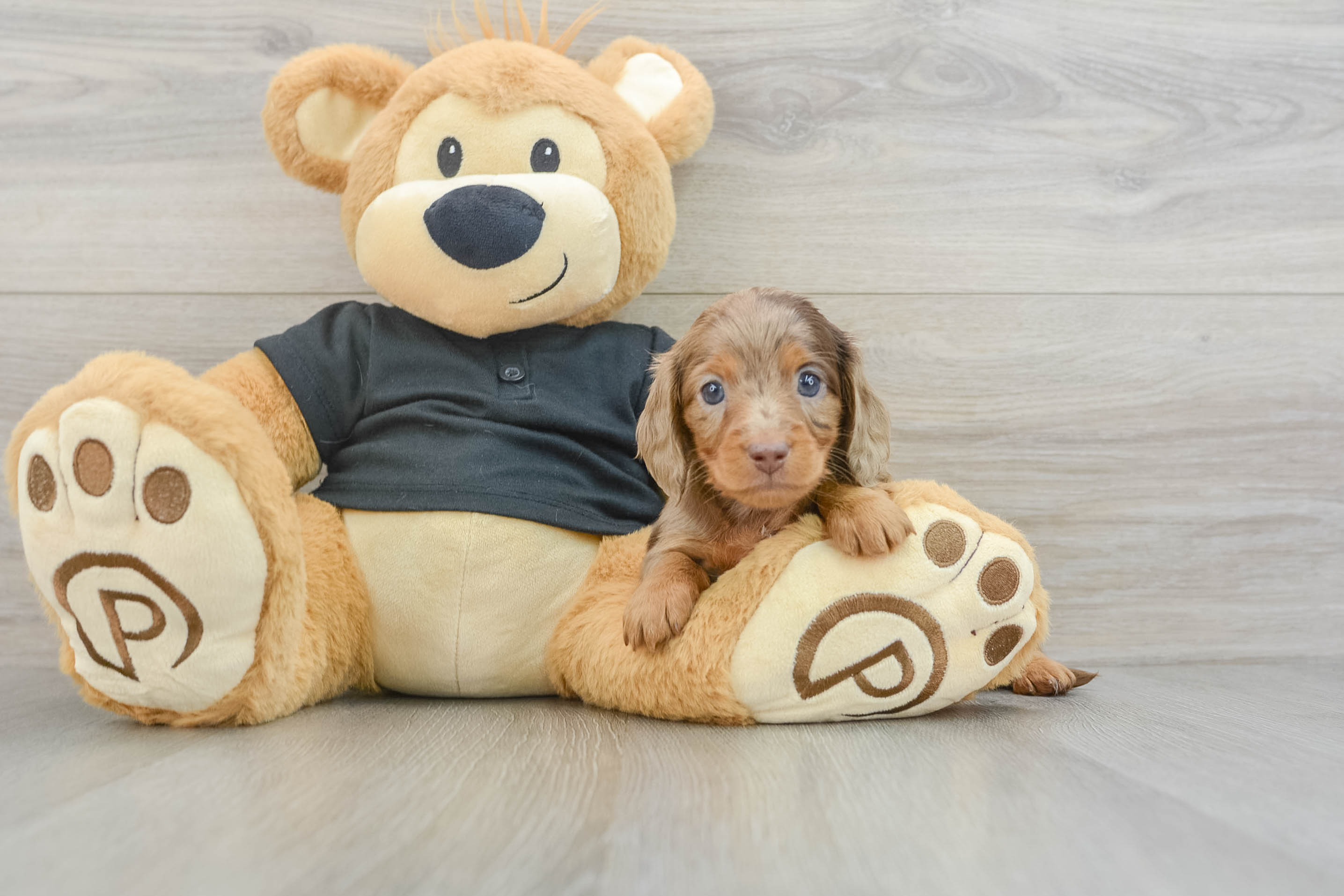 Cute Doxie Purebred Puppy
