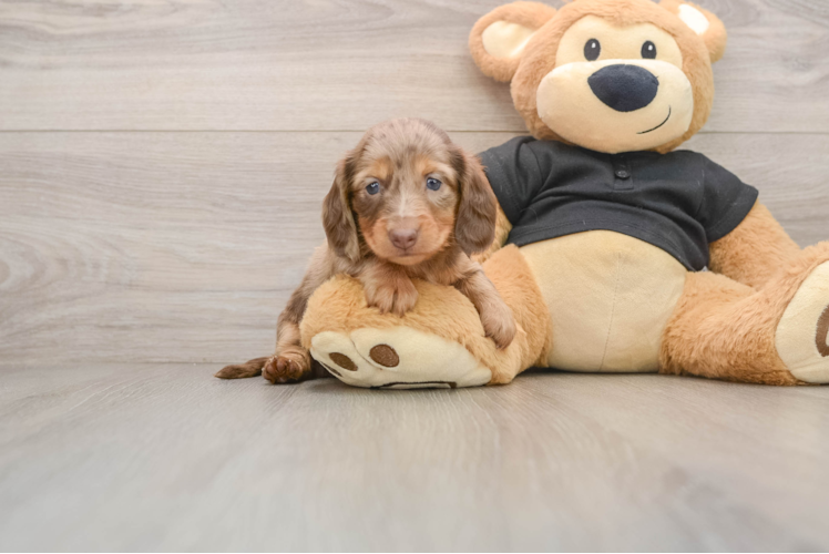 Dachshund Puppy for Adoption