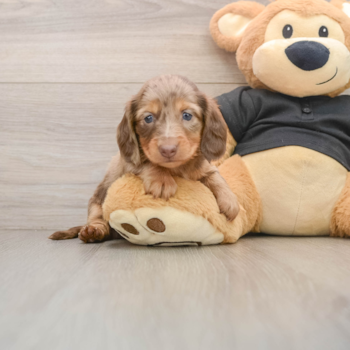 Dachshund Puppy for Adoption