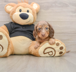 5 week old Dachshund Puppy For Sale - Premier Pups