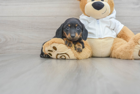 Cute Dachshund Baby