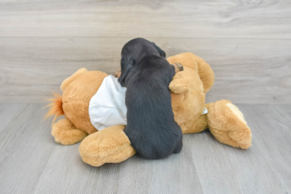 Cute Dachshund Baby