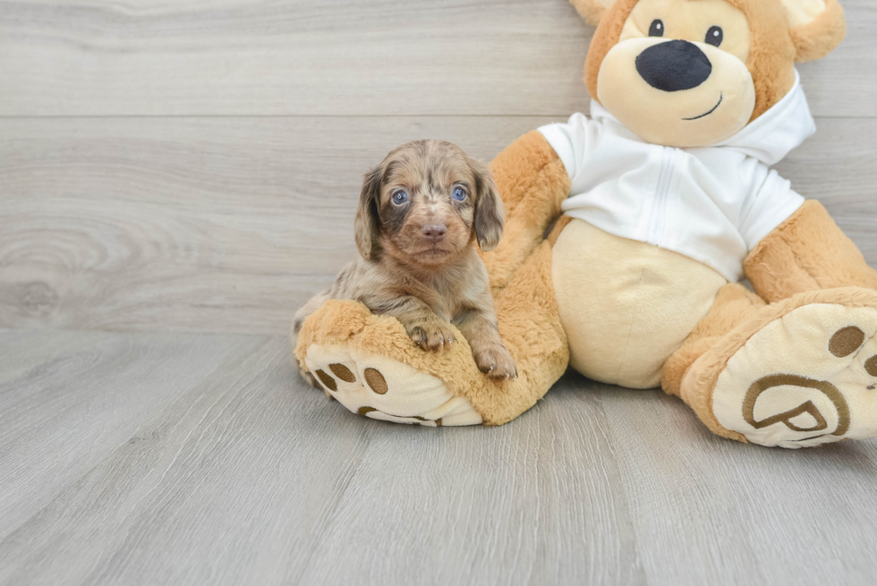 Cute Dachshund Purebred Pup