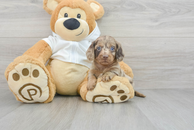 Cute Dachshund Baby