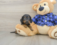 7 week old Dachshund Puppy For Sale - Premier Pups