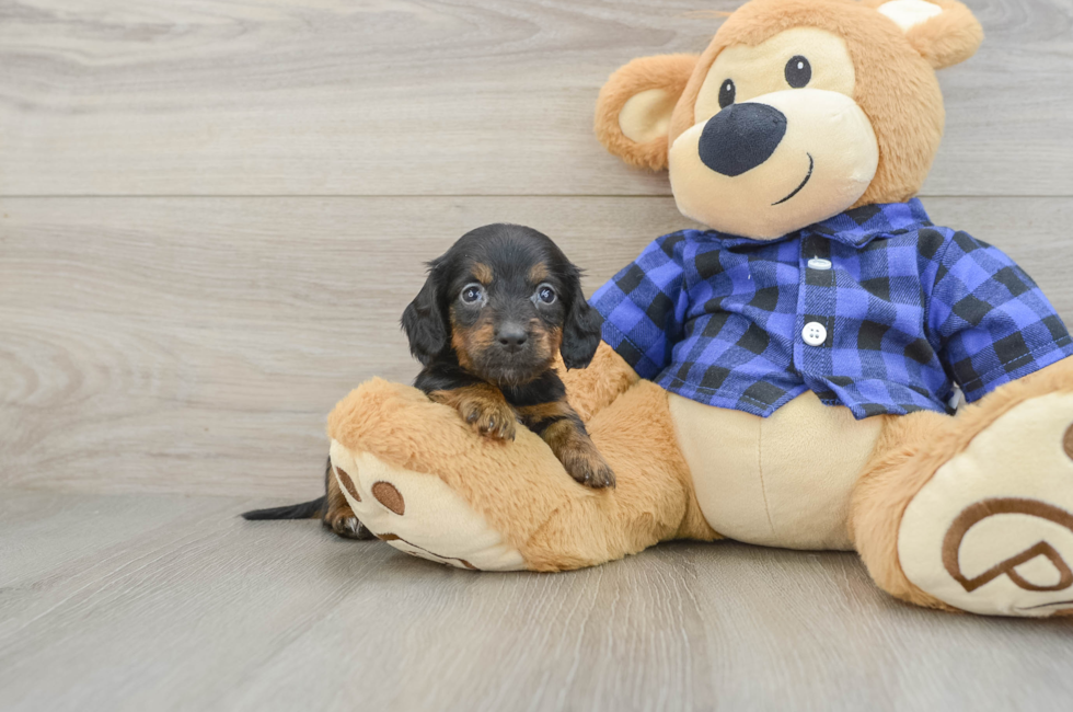 7 week old Dachshund Puppy For Sale - Premier Pups