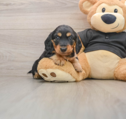5 week old Dachshund Puppy For Sale - Premier Pups