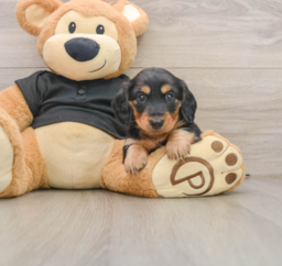 5 week old Dachshund Puppy For Sale - Premier Pups