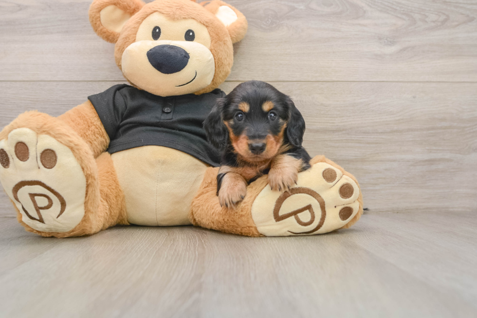 Dachshund Puppy for Adoption