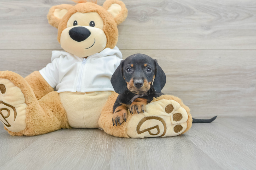 6 week old Dachshund Puppy For Sale - Premier Pups