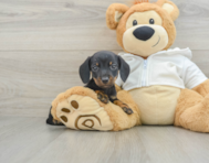 7 week old Dachshund Puppy For Sale - Premier Pups