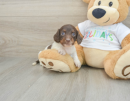 5 week old Dachshund Puppy For Sale - Premier Pups