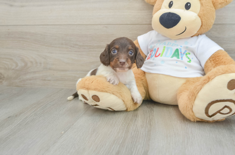 6 week old Dachshund Puppy For Sale - Premier Pups