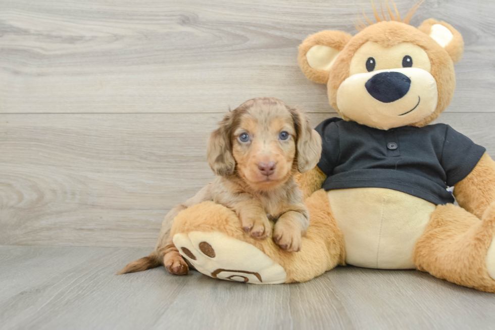 Cute Dachshund Purebred Pup