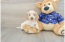 Cute Dachshund Purebred Pup