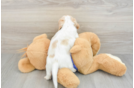 Best Dachshund Baby