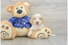 Cute Dachshund Baby