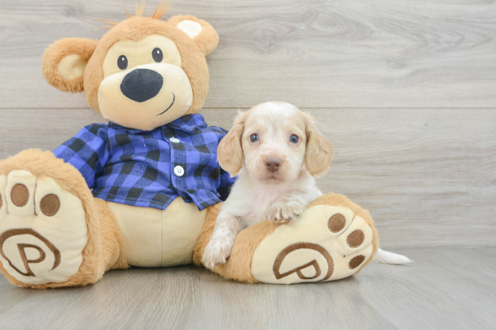 Cute Dachshund Baby