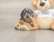 5 week old Dachshund Puppy For Sale - Premier Pups