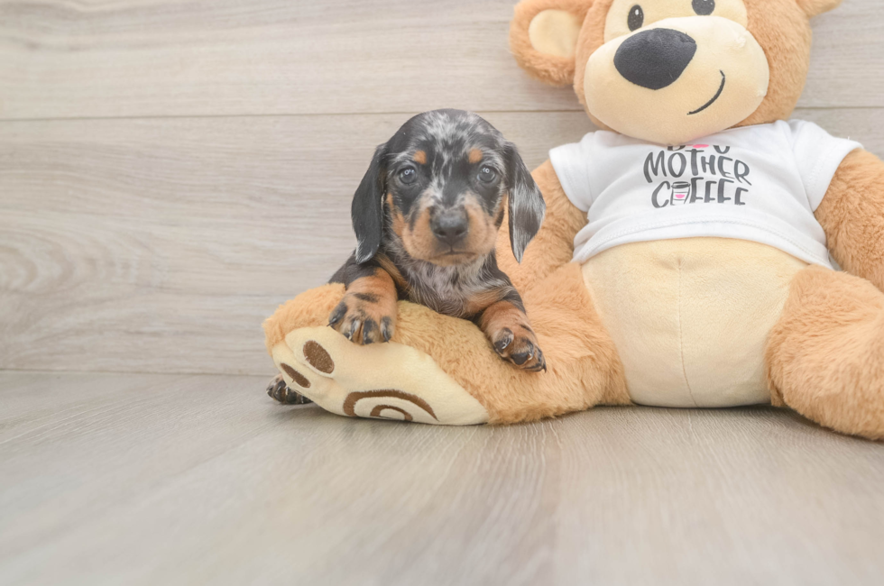 5 week old Dachshund Puppy For Sale - Premier Pups
