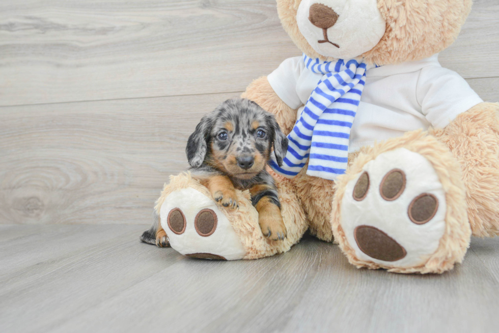 Dachshund Pup Being Cute