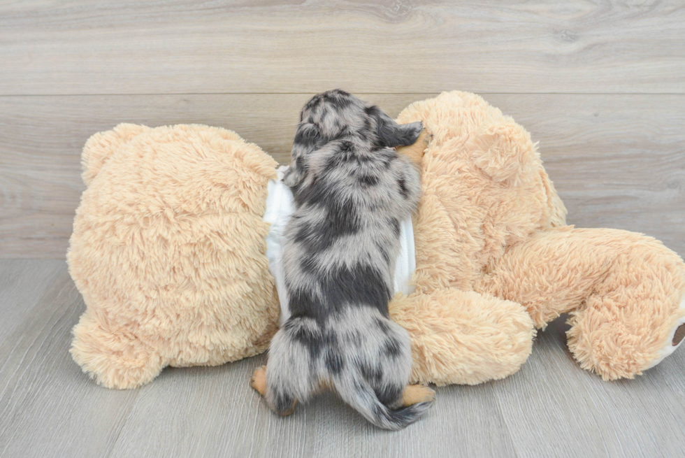 Cute Dachshund Purebred Pup