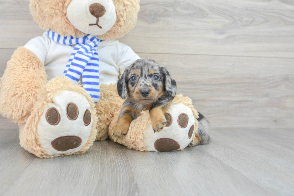 Cute Dachshund Purebred Puppy